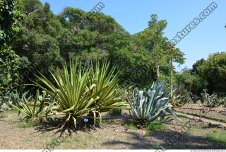Photo Reference of Background Garden Palermo 0005